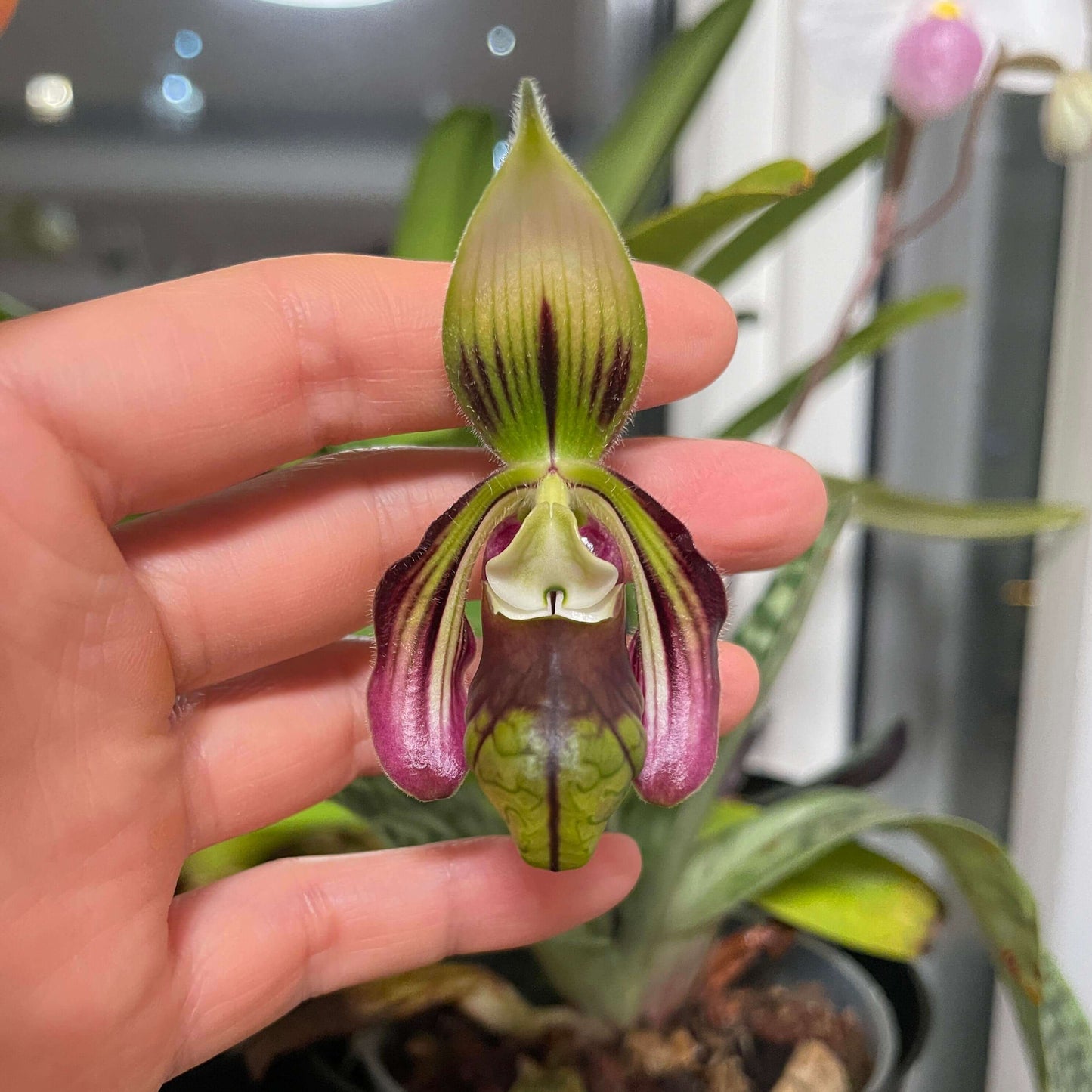 Paphiopedilum sangii is a rare and distinctive slipper orchid endemic to North Sulawesi, Indonesia, where it occurs in montane forest. It forms a compact clump of attractive grey-green, darkly tessellated leaves and produces a solitary flower on a tall, dark brown, densely white-hairy inflorescence.