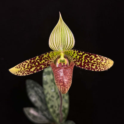 Paphiopedilum sukhakulii is one of the most iconic mottled-leaf slipper orchid species, native to northeastern Thailand, where it grows in shaded forest habitats along streams. It is a compact plant with beautifully tessellated leaves and produces a single, striking flower featuring a broad white dorsal sepal marked with strong green striping, contrasted by green petals heavily spotted with brown and often edged with fine hairs.