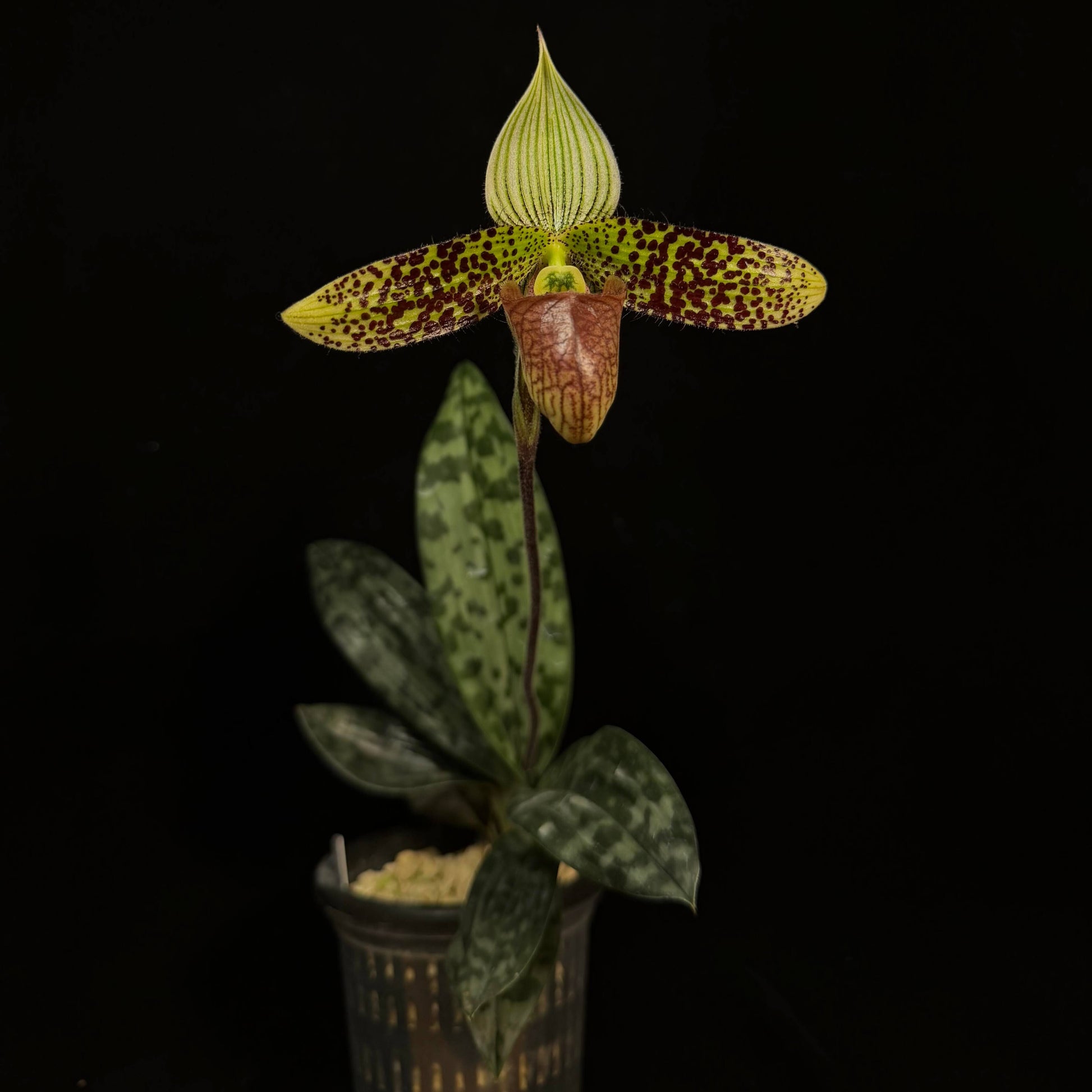 Paphiopedilum sukhakulii is one of the most iconic mottled-leaf slipper orchid species, native to northeastern Thailand, where it grows in shaded forest habitats along streams. It is a compact plant with beautifully tessellated leaves and produces a single, striking flower featuring a broad white dorsal sepal marked with strong green striping, contrasted by green petals heavily spotted with brown and often edged with fine hairs.