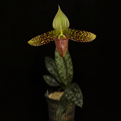Paphiopedilum sukhakulii is one of the most iconic mottled-leaf slipper orchid species, native to northeastern Thailand, where it grows in shaded forest habitats along streams. It is a compact plant with beautifully tessellated leaves and produces a single, striking flower featuring a broad white dorsal sepal marked with strong green striping, contrasted by green petals heavily spotted with brown and often edged with fine hairs.