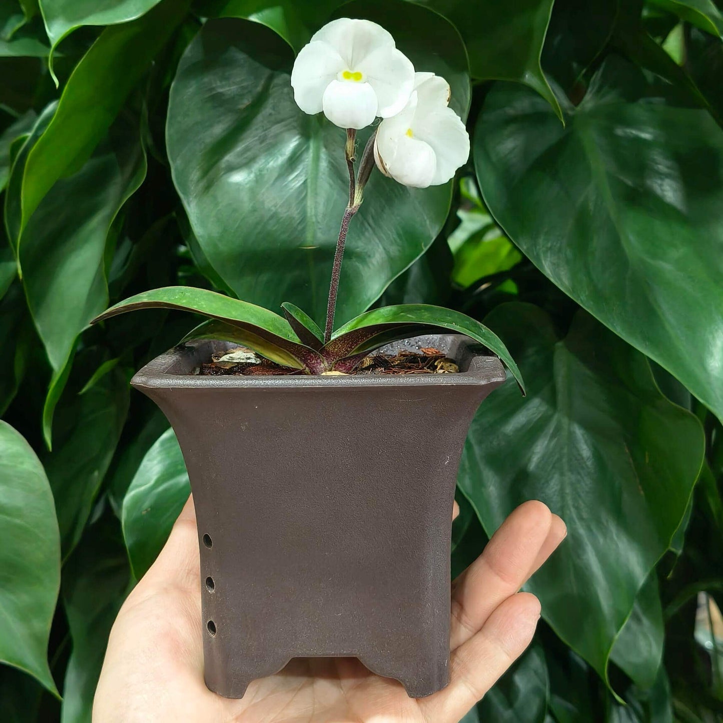 Paphiopedilum thaianum is a miniature terrestrial slipper orchid endemic to southern Thailand, where it grows in shaded primary forests on steep limestone cliffs and slopes at low elevations.