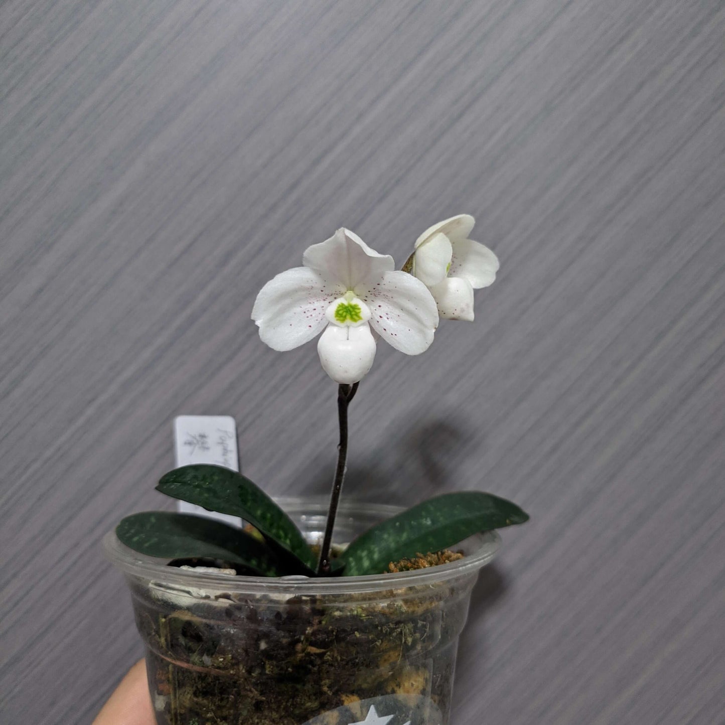 Paphiopedilum thaianum is a miniature terrestrial slipper orchid endemic to southern Thailand, where it grows in shaded primary forests on steep limestone cliffs and slopes at low elevations.