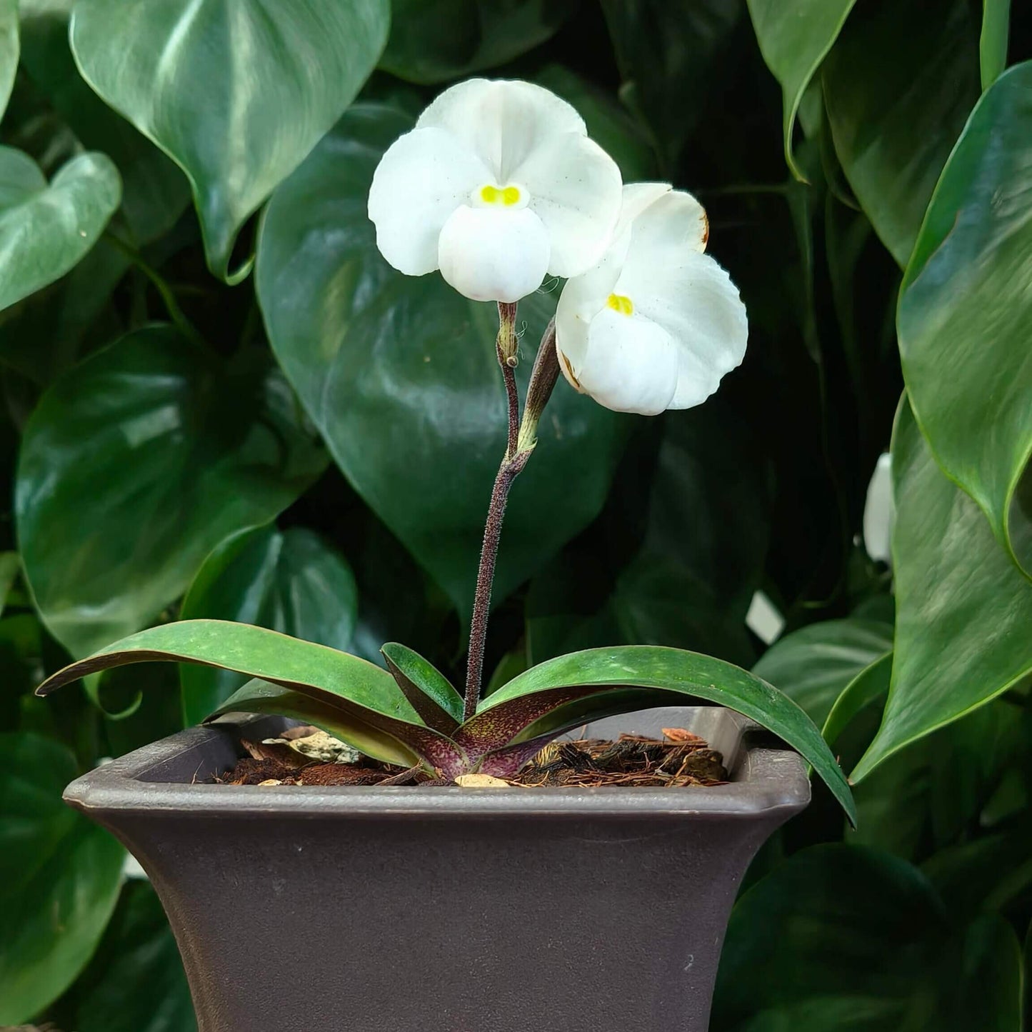 Paphiopedilum thaianum is a miniature terrestrial slipper orchid endemic to southern Thailand, where it grows in shaded primary forests on steep limestone cliffs and slopes at low elevations.