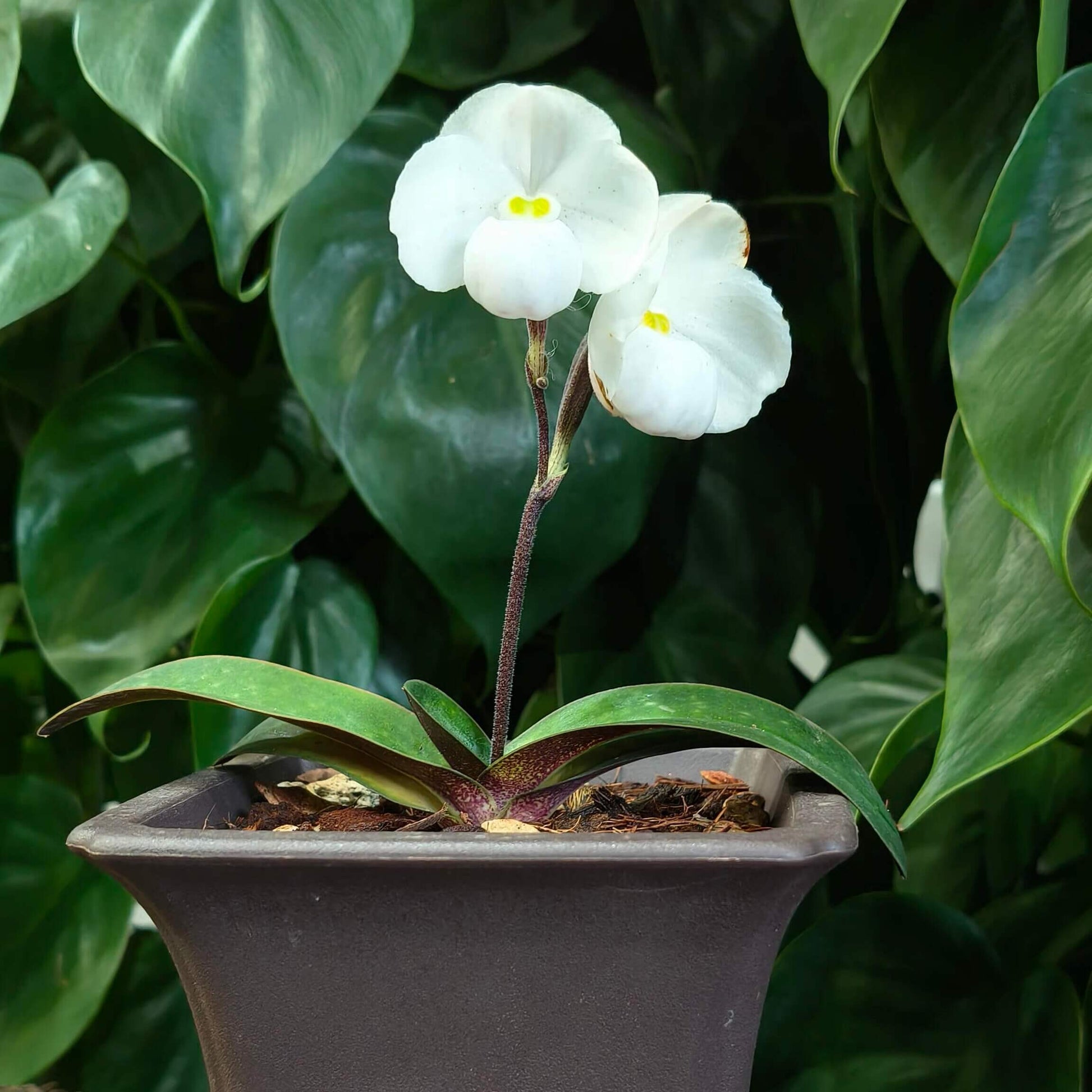 Paphiopedilum thaianum is a miniature terrestrial slipper orchid endemic to southern Thailand, where it grows in shaded primary forests on steep limestone cliffs and slopes at low elevations.