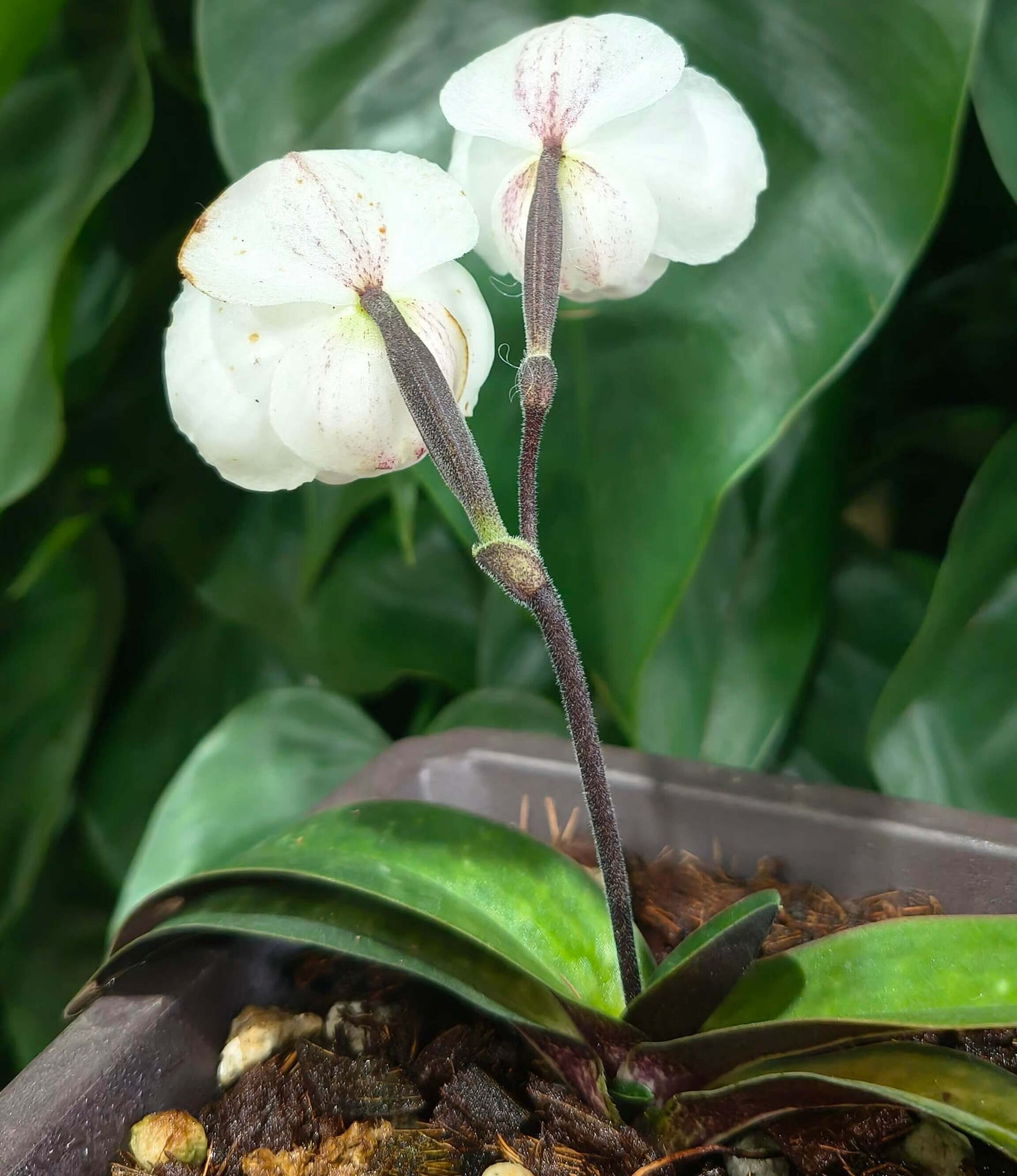 Paphiopedilum thaianum is a miniature terrestrial slipper orchid endemic to southern Thailand, where it grows in shaded primary forests on steep limestone cliffs and slopes at low elevations.