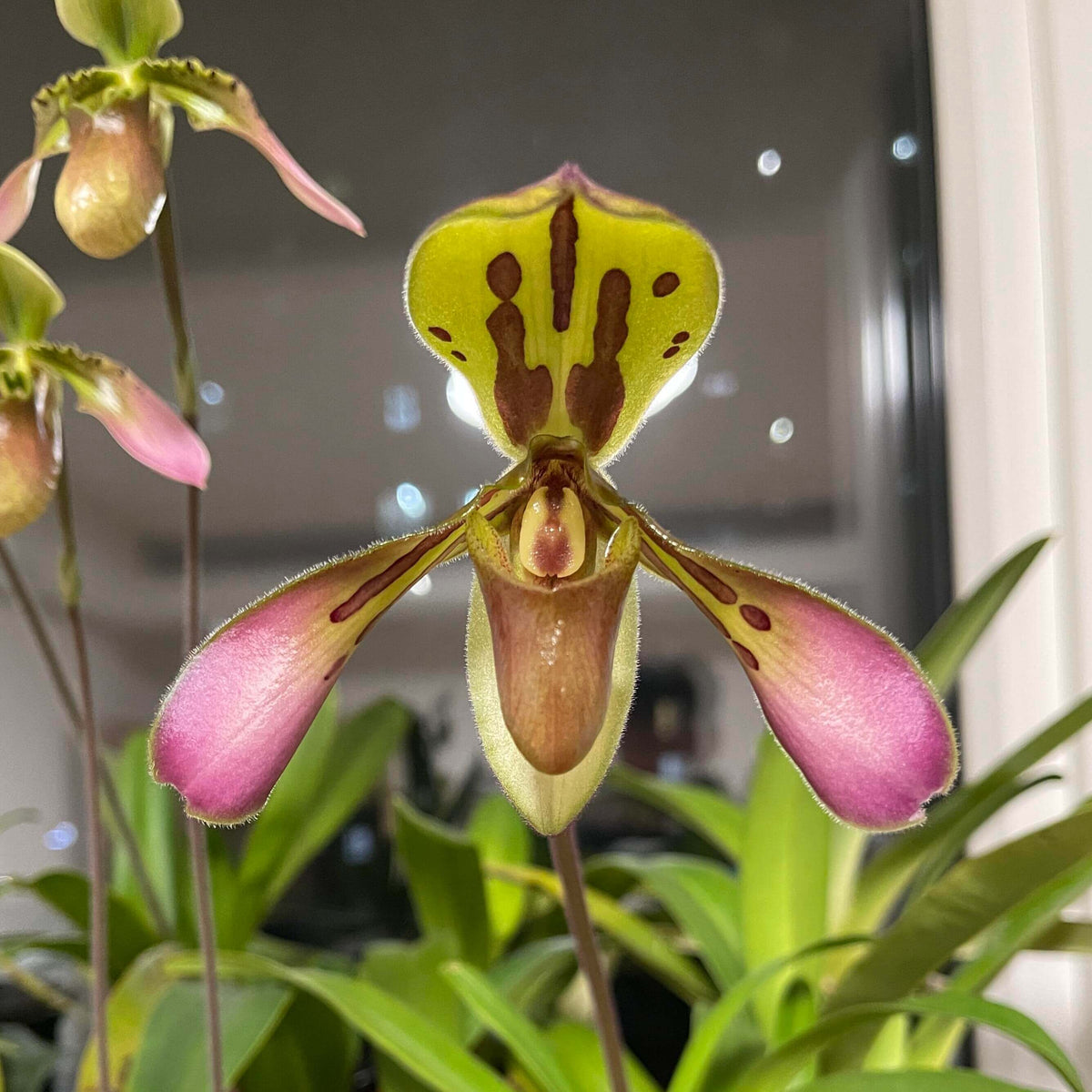 Paphiopedilum tigrinum is a rare Paphiopedilum species native to western Yunnan, China, and northeastern Myanmar. It grows at relatively high elevations, around 1,400–1,980 m, on rocky or mossy substrates in lightly shaded montane habitats. The plant forms a compact clump of 4–6 leathery, strap-like green leaves. Its most striking feature is the large, single flower, which can reach approximately 8–12.7 cm across.