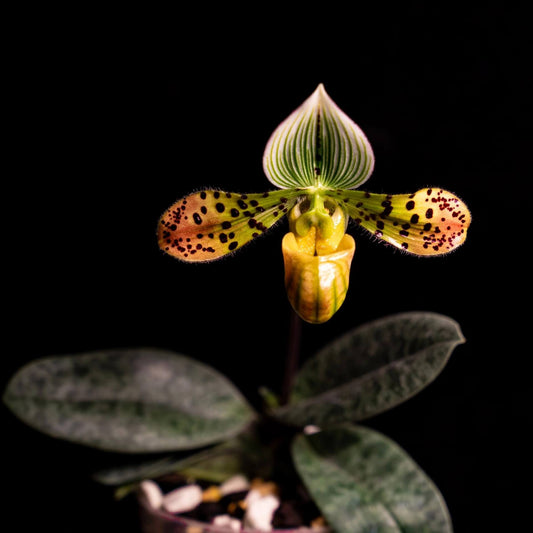 Paphiopedilum venustum is native to Eastern Nepal, northeastern Bangladesh, South Tibet, and parts of northeastern India, including Assam and Bhutan. It is typically found at elevations of 300–1,600 m in shaded, humid habitats such as cliffs above streams, humus-rich gullies, steep loamy slopes, and the bases of trees.