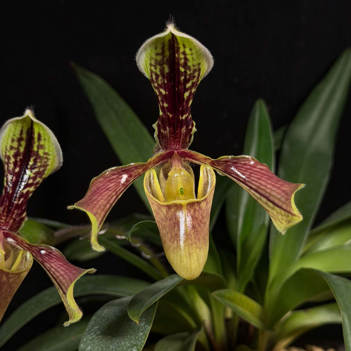Paphiopedilum villosum var. boxallii is a distinctive variety of Paphiopedilum villosum, native to southwestern China, Myanmar and northern Vietnam. It is an epiphytic or lithophytic orchid associated with wet forest habitats, often growing on limestone cliffs, rocks and moss-covered surfaces. The plant forms a compact clump of leathery green leaves and produces an upright to arching, single-flowered inflorescence.