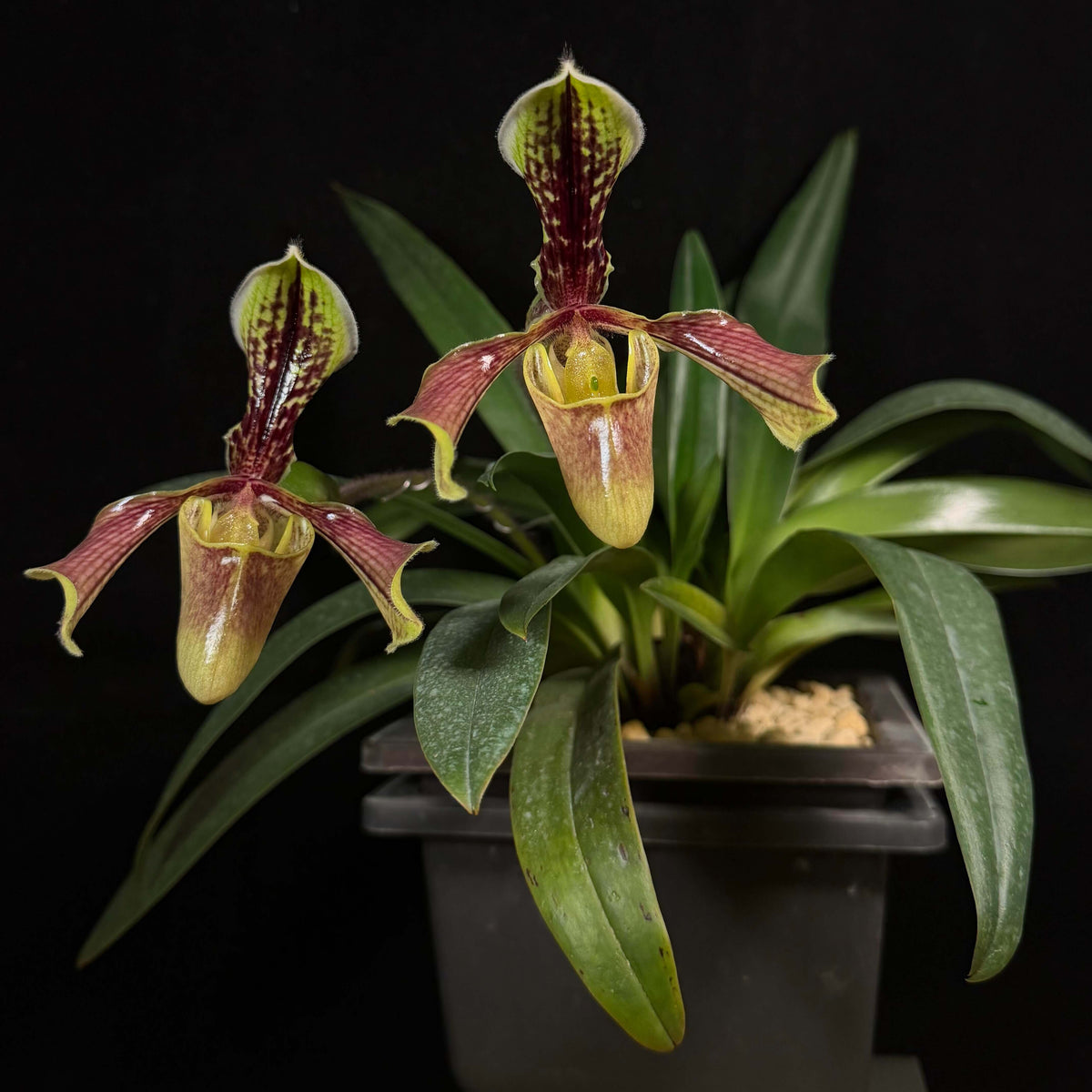 Paphiopedilum villosum var. boxallii is a distinctive variety of Paphiopedilum villosum, native to southwestern China, Myanmar and northern Vietnam. It is an epiphytic or lithophytic orchid associated with wet forest habitats, often growing on limestone cliffs, rocks and moss-covered surfaces. The plant forms a compact clump of leathery green leaves and produces an upright to arching, single-flowered inflorescence.