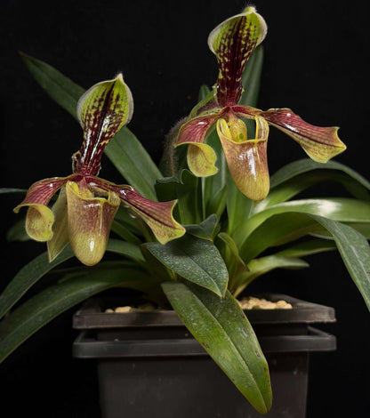 Paphiopedilum villosum var. boxallii is a distinctive variety of Paphiopedilum villosum, native to southwestern China, Myanmar and northern Vietnam. It is an epiphytic or lithophytic orchid associated with wet forest habitats, often growing on limestone cliffs, rocks and moss-covered surfaces. The plant forms a compact clump of leathery green leaves and produces an upright to arching, single-flowered inflorescence.