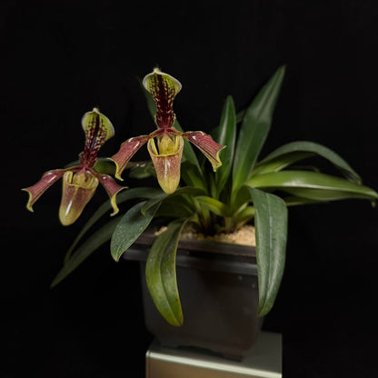 Paphiopedilum villosum var. boxallii is a distinctive variety of Paphiopedilum villosum, native to southwestern China, Myanmar and northern Vietnam. It is an epiphytic or lithophytic orchid associated with wet forest habitats, often growing on limestone cliffs, rocks and moss-covered surfaces. The plant forms a compact clump of leathery green leaves and produces an upright to arching, single-flowered inflorescence.