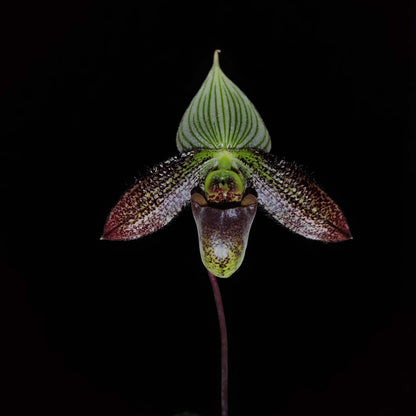 Paphiopedilum wardii Summerh. is a mottled-leaved, terrestrial Paphiopedilum native to southwestern Yunnan, China, and Myanmar, generally occurring around 1,200–1,500 m elevation in wet tropical habitats. It is an attractive species with bluish-green mottled foliage and large flowers.