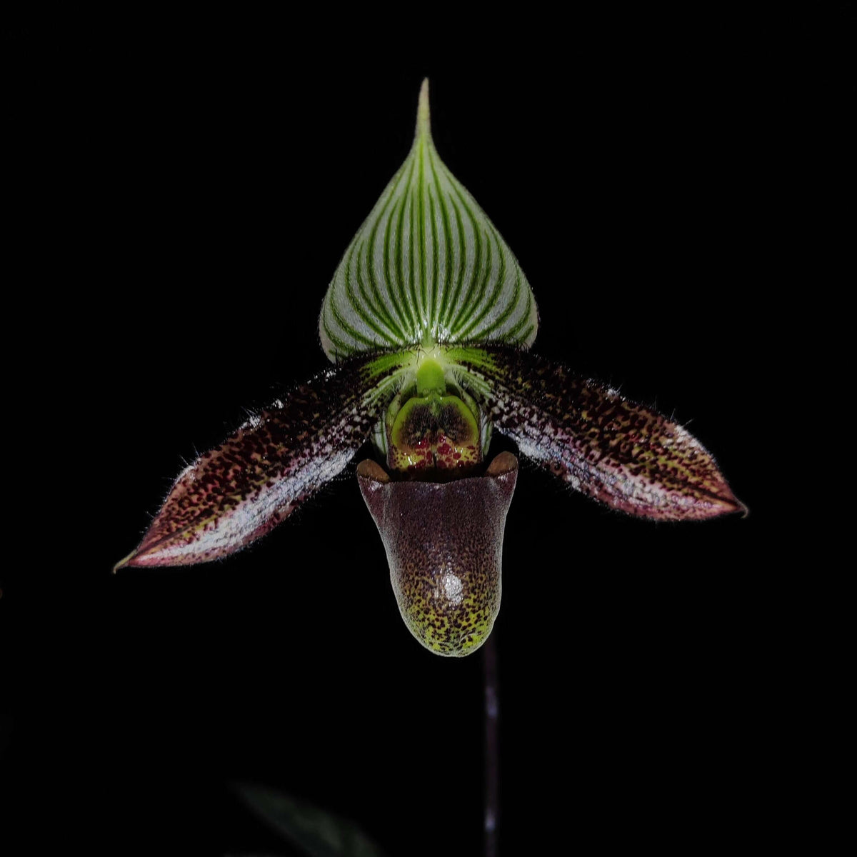 Paphiopedilum wardii Summerh. is a mottled-leaved, terrestrial Paphiopedilum native to southwestern Yunnan, China, and Myanmar, generally occurring around 1,200–1,500 m elevation in wet tropical habitats. It is an attractive species with bluish-green mottled foliage and large flowers.