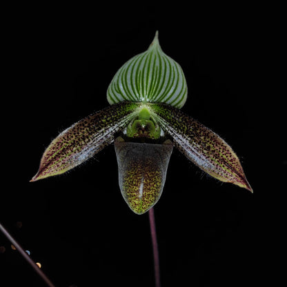 Paphiopedilum wardii Summerh. is a mottled-leaved, terrestrial Paphiopedilum native to southwestern Yunnan, China, and Myanmar, generally occurring around 1,200–1,500 m elevation in wet tropical habitats. It is an attractive species with bluish-green mottled foliage and large flowers.