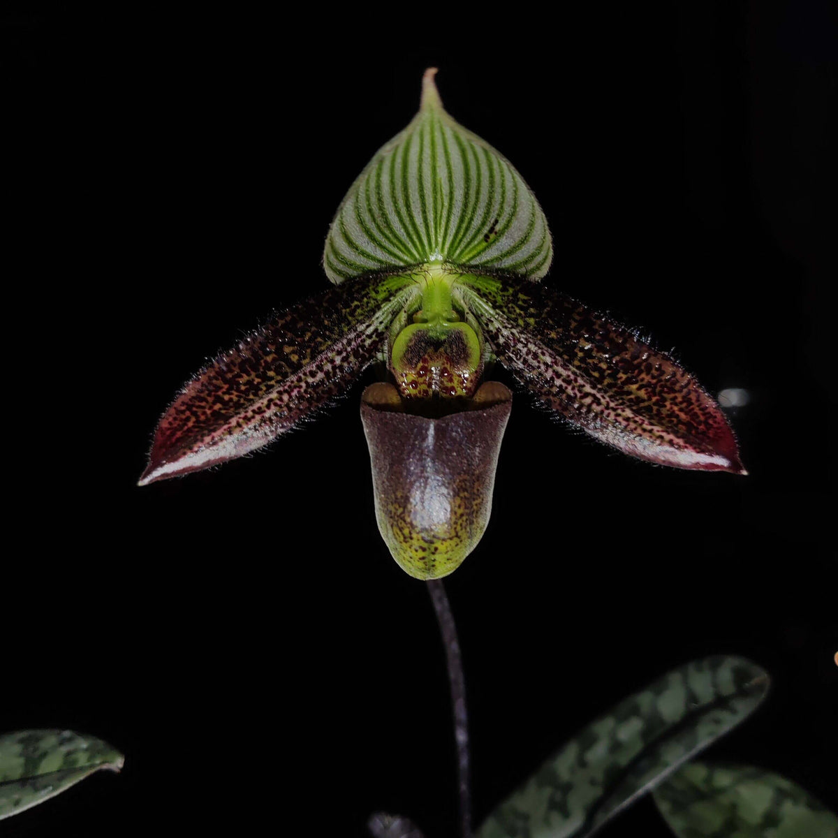 Paphiopedilum wardii Summerh. is a mottled-leaved, terrestrial Paphiopedilum native to southwestern Yunnan, China, and Myanmar, generally occurring around 1,200–1,500 m elevation in wet tropical habitats. It is an attractive species with bluish-green mottled foliage and large flowers.
