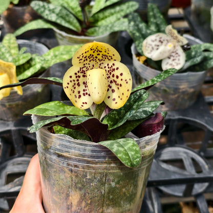 Paphiopedilum wenshanense is a rare Brachypetalum-section Paphiopedilum native to southeastern Yunnan, China. The plant is compact, producing 4–5 attractive, tessellated leaves. The leaves are dark and pale green on the upper surface and often show a purple coloration underneath, giving the plant ornamental value even when it is not flowering. The upright flower spike carries 1–3 flowers, generally around 5–7 cm across.