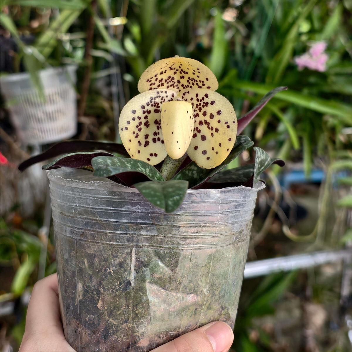 Paphiopedilum wenshanense is a rare Brachypetalum-section Paphiopedilum native to southeastern Yunnan, China. The plant is compact, producing 4–5 attractive, tessellated leaves. The leaves are dark and pale green on the upper surface and often show a purple coloration underneath, giving the plant ornamental value even when it is not flowering. The upright flower spike carries 1–3 flowers, generally around 5–7 cm across.