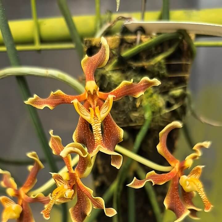 Labuk River Paraphalaenopsis (Paraphalaenopsis labukensis) is an orchid species endemic to Sabah in northern Borneo, Malaysia. It grows epiphytically on trees in hill forests on ultramafic (iron‑rich) soils at elevations of approximately 500–1,000 m above sea level. Renowned among orchids for having some of the longest leaves recorded, it has earned the nickname “rat‑tailed orchid.”