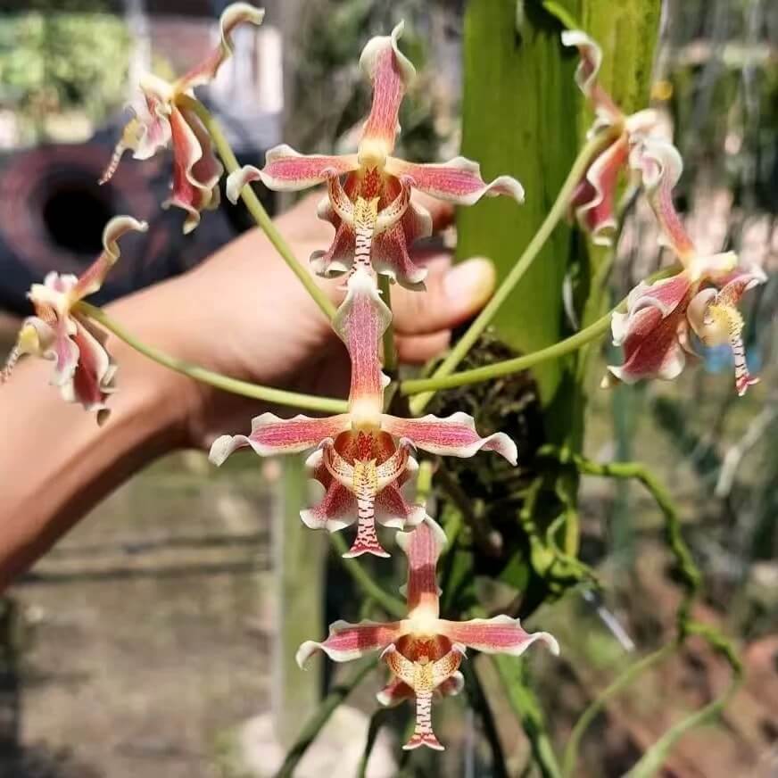 Paraphalaenopsis labukensis × serpentilingua is a hybrid orchid combining two Paraphalaenopsis species from Borneo. This plant produces pendulous, terete (cylindrical) foliage that can grow several feet long, making it striking when displayed hanging. The inflorescences emerge from the base of mature growths and carry 2–3″ flowers in summer and fall, often with a pleasant fragrance.