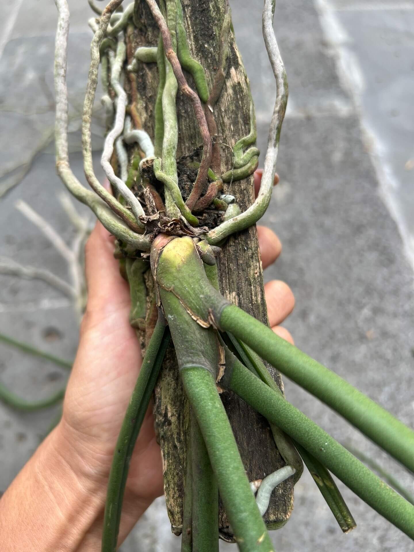 Paraphalaenopsis laycockii is a terete‑leaved epiphytic orchid native to the lowland and hill forests of Borneo, where it grows on tree trunks in warm, humid conditions.