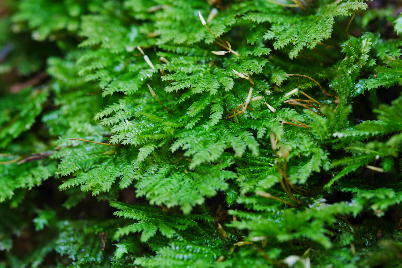 Hypopterygium fauriei, commonly known as Peacock Moss, is one of the most beautiful mosses. It grows in humid, slightly shaded environments, such as near mountain streams, on humus-rich soil or rocks. The primary stem spreads along the substrate, while the secondary stems grow upright, reaching about 1.5–2.5 cm in length. The tops of the stems have fan-shaped branching, giving the entire plant a peacock tail-like appearance.