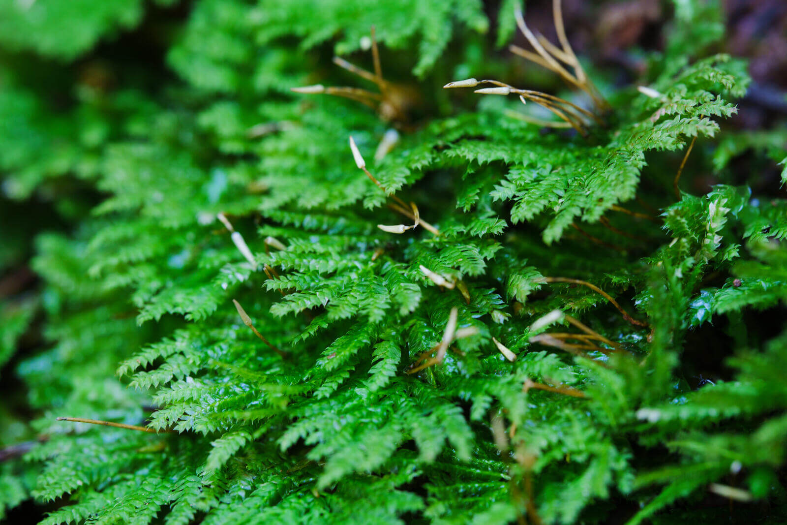 Hypopterygium fauriei, commonly known as Peacock Moss, is one of the most beautiful mosses. It grows in humid, slightly shaded environments, such as near mountain streams, on humus-rich soil or rocks. The primary stem spreads along the substrate, while the secondary stems grow upright, reaching about 1.5–2.5 cm in length. The tops of the stems have fan-shaped branching, giving the entire plant a peacock tail-like appearance.