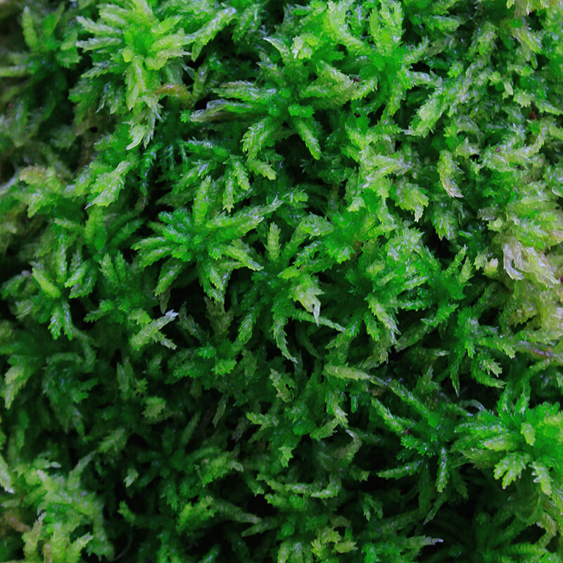 The Sphagnaceae family of mosses, commonly known as peat mosses, consists of more than 300 species worldwide. An interesting feature of these mosses is that their cell walls contain pore-filled, bag-like cells that act like sponges, capable of storing large amounts of water. This water retention ability is a key characteristic of the Sphagnaceae family.