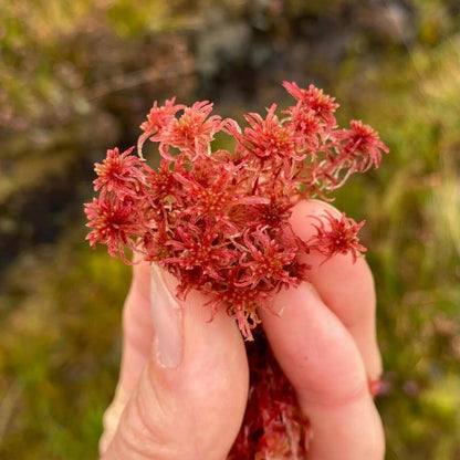 The Sphagnaceae family of mosses, commonly known as peat mosses, consists of more than 300 species worldwide. An interesting feature of these mosses is that their cell walls contain pore-filled, bag-like cells that act like sponges, capable of storing large amounts of water. This water retention ability is a key characteristic of the Sphagnaceae family.