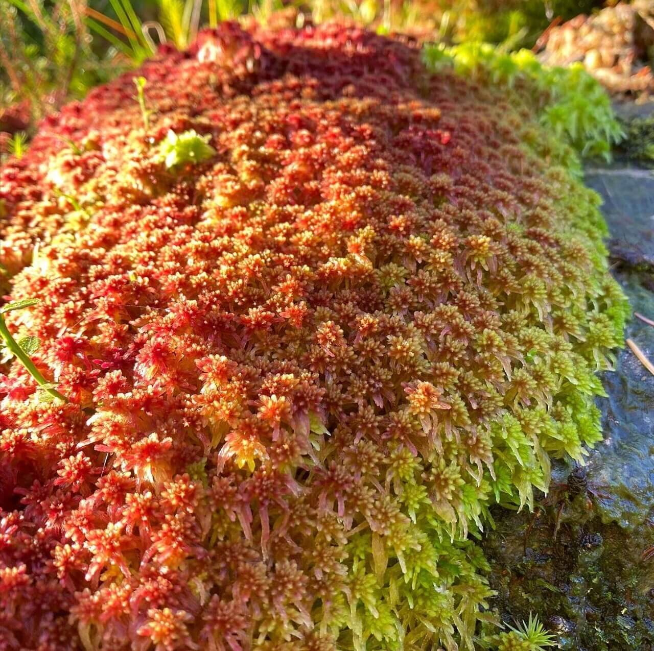 The Sphagnaceae family of mosses, commonly known as peat mosses, consists of more than 300 species worldwide. An interesting feature of these mosses is that their cell walls contain pore-filled, bag-like cells that act like sponges, capable of storing large amounts of water. This water retention ability is a key characteristic of the Sphagnaceae family.