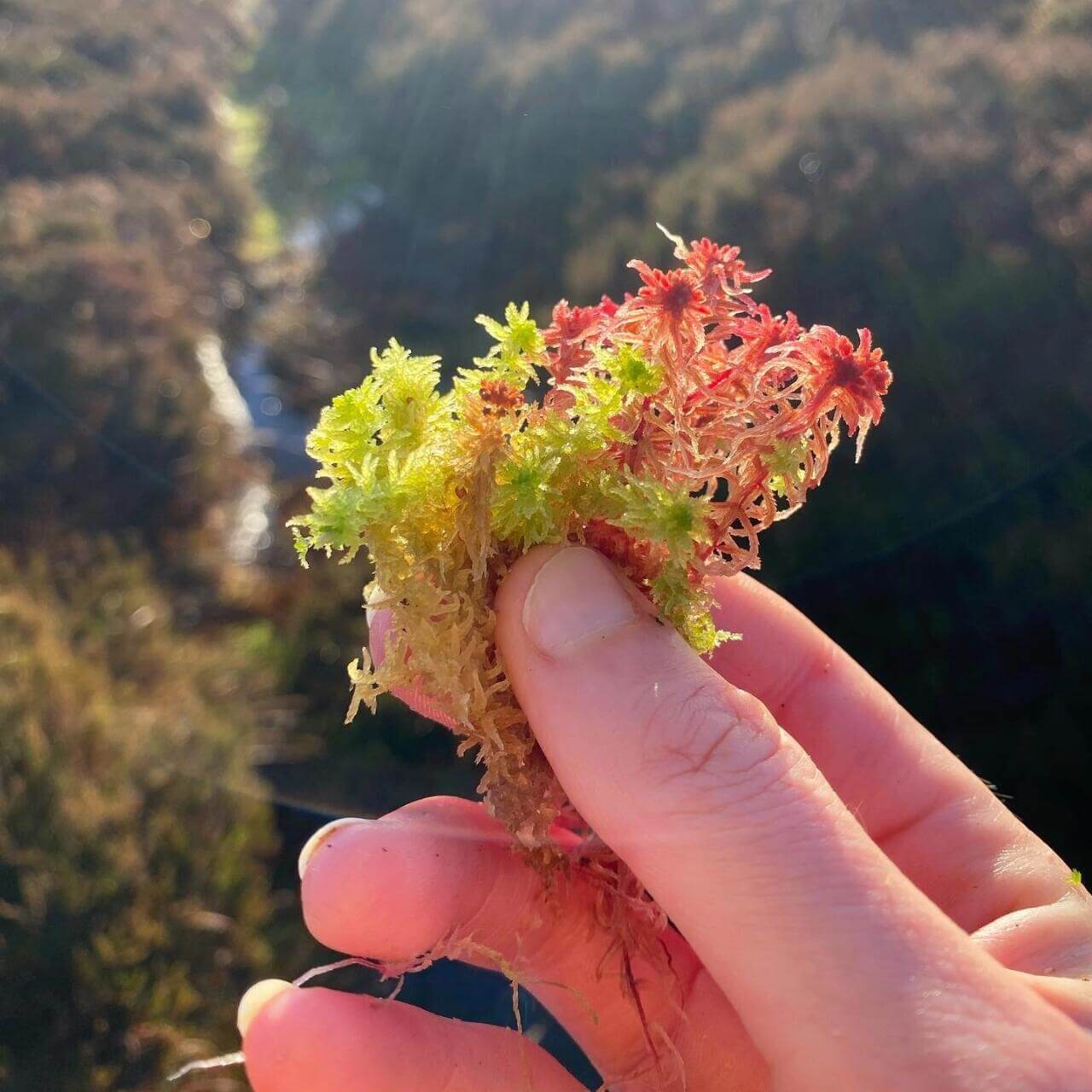 The Sphagnaceae family of mosses, commonly known as peat mosses, consists of more than 300 species worldwide. An interesting feature of these mosses is that their cell walls contain pore-filled, bag-like cells that act like sponges, capable of storing large amounts of water. This water retention ability is a key characteristic of the Sphagnaceae family.