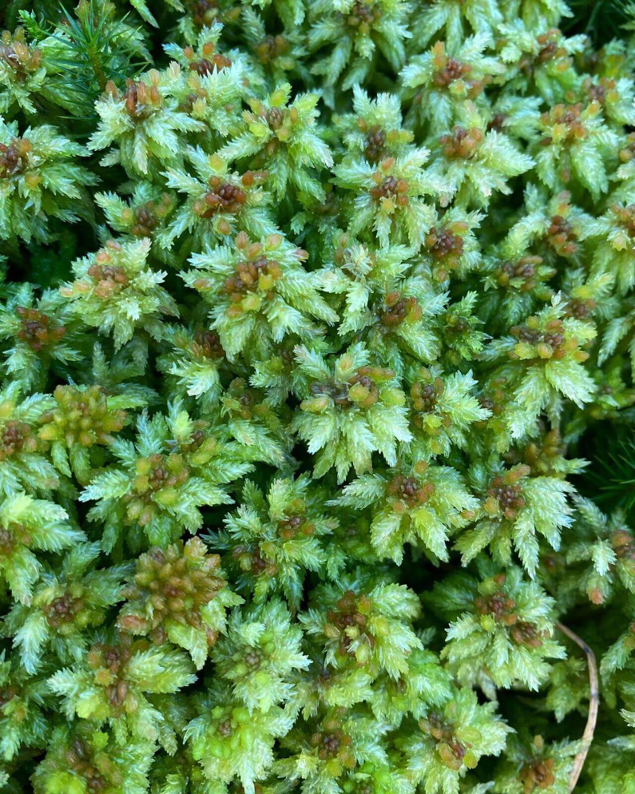 The Sphagnaceae family of mosses, commonly known as peat mosses, consists of more than 300 species worldwide. An interesting feature of these mosses is that their cell walls contain pore-filled, bag-like cells that act like sponges, capable of storing large amounts of water. This water retention ability is a key characteristic of the Sphagnaceae family.