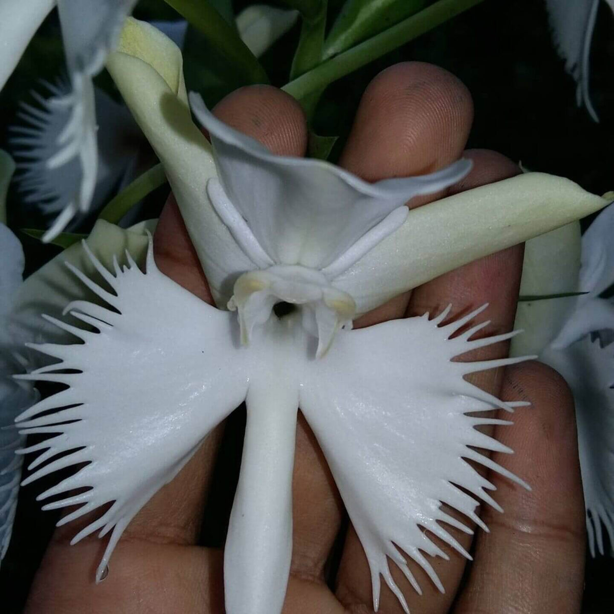 Pecteilis susannae (L.) Raf. is a tuberous terrestrial orchid in the family Orchidaceae. Its native range extends from Nepal and northeastern India through southern China and mainland Southeast Asia to Malesia and New Guinea. It generally grows in wet tropical habitats, often in grasslands and open areas at higher elevations. The species is a medium to large terrestrial orchid arising from underground tubers.