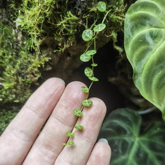 Peperomia prostrata, commonly known as 'String of Turtles,' is a stunning trailing plant native to the rainforests of Ecuador. Its small, round leaves feature unique patterns that resemble turtle shells, making it a popular choice for plant enthusiasts. This low-maintenance plant is perfect for hanging baskets, terrariums, or as a decorative indoor plant.