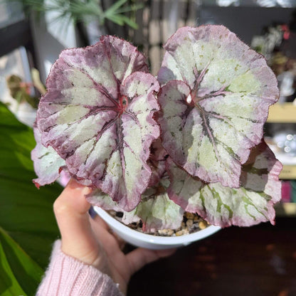 Begonia Yalta is a stunning hybrid begonia that captivates with its beautiful foliage and easy-care nature. Whether you're a beginner or an expert, this begonia is perfect for both seasoned collectors and those just starting their plant journey.