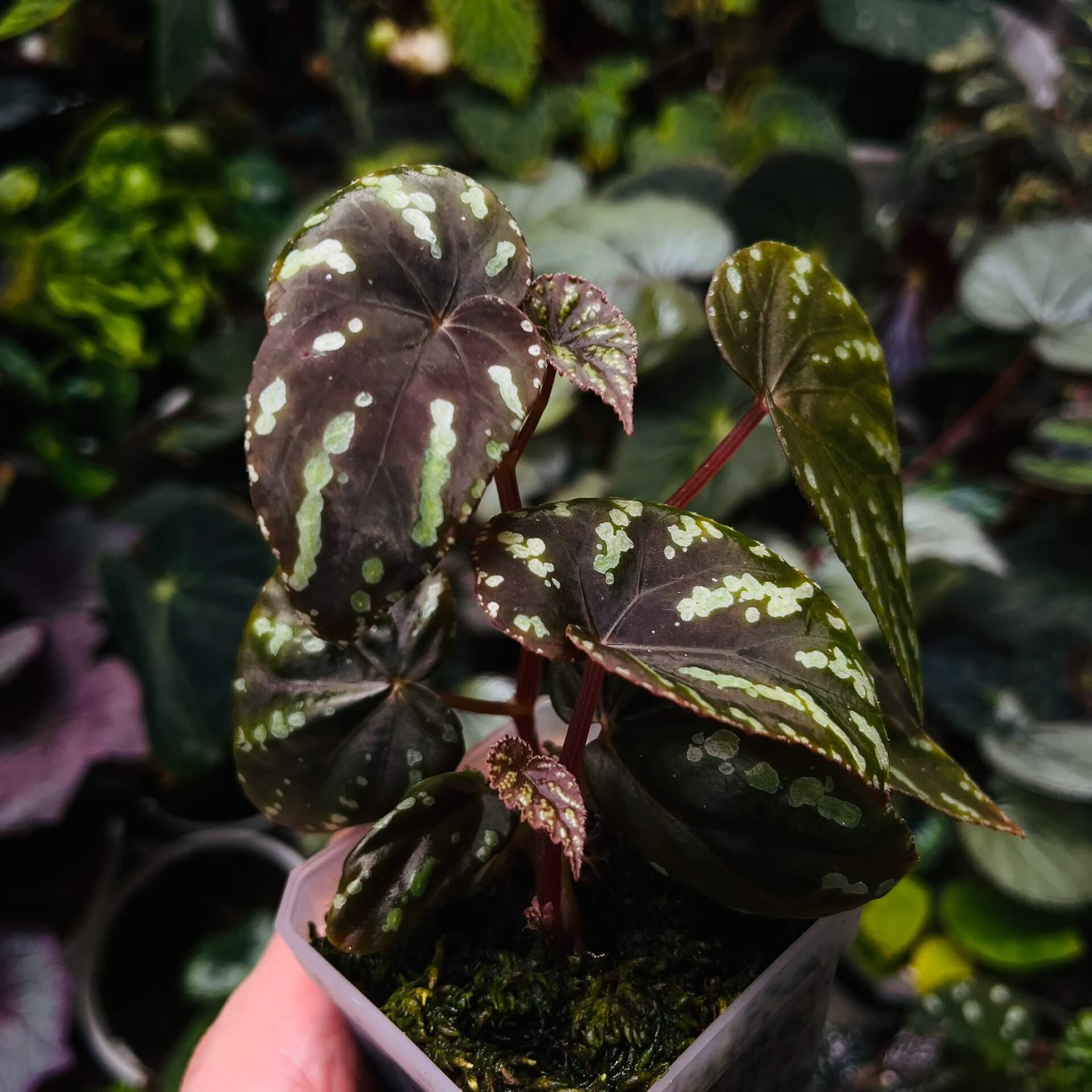 Begonia Variabilis Type 2 is a striking variety known for its distinctive foliage. The leaves are a blend of rich brown or reddish hues, adorned with vibrant yellow or green spots, creating a captivating and dynamic appearance. This begonia thrives in high humidity environments, making it an excellent choice for terrariums, glass domes, or greenhouses. Its unique and colorful foliage, combined with relatively easy care, makes it a popular choice for plant enthusiasts.
