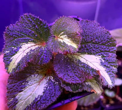 Begonia sp. Sekadau Borneo is a captivating small begonia species native to Borneo. With its striking green leaves that turn blue in low-light environments, accented by a yellow stripe down the middle and red, hairy textures on the surface, this begonia is an exotic addition to any collection. It thrives in high humidity and requires specific care, making it ideal for experienced gardeners or plant enthusiasts familiar with tropical species.