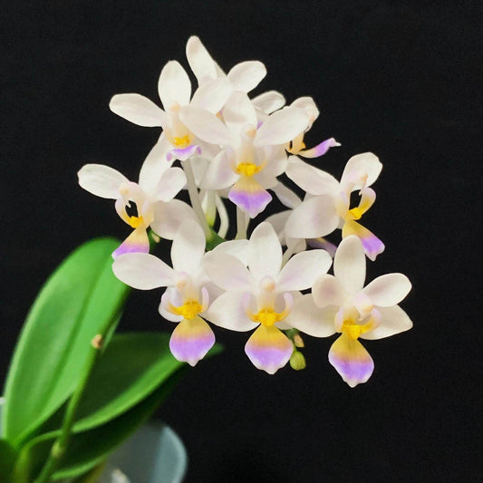 Phalaenopsis equestris var. coerulea is a captivating orchid variety known for its delicate white flowers adorned with a bluish-purple lip. This form of the "Horse Phalaenopsis" is native to the hot valleys near streams in southern Taiwan and the Philippines, thriving at elevations of 0–300 meters.