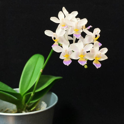Phalaenopsis equestris var. coerulea is a captivating orchid variety known for its delicate white flowers adorned with a bluish-purple lip. This form of the "Horse Phalaenopsis" is native to the hot valleys near streams in southern Taiwan and the Philippines, thriving at elevations of 0–300 meters.