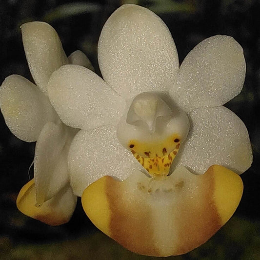 Phalaenopsis lobbii is an epiphytic orchid native to the eastern Himalayas—spanning northeastern India (Assam, Sikkim), Bhutan, Myanmar, Vietnam, and southern China—thriving at elevations typically between 366 and 1,200 meters. It grows in evergreen lowland, mixed broadleaf, and coniferous forests, often on mossy, old tree trunks and branches.