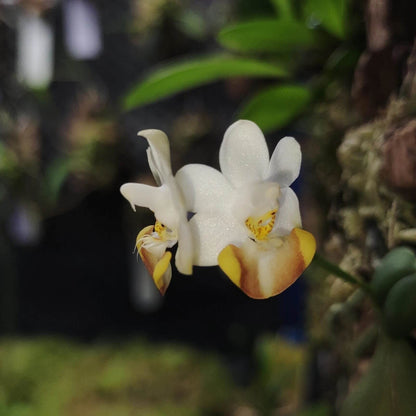 Phalaenopsis lobbii is an epiphytic orchid native to the eastern Himalayas—spanning northeastern India (Assam, Sikkim), Bhutan, Myanmar, Vietnam, and southern China—thriving at elevations typically between 366 and 1,200 meters. It grows in evergreen lowland, mixed broadleaf, and coniferous forests, often on mossy, old tree trunks and branches.