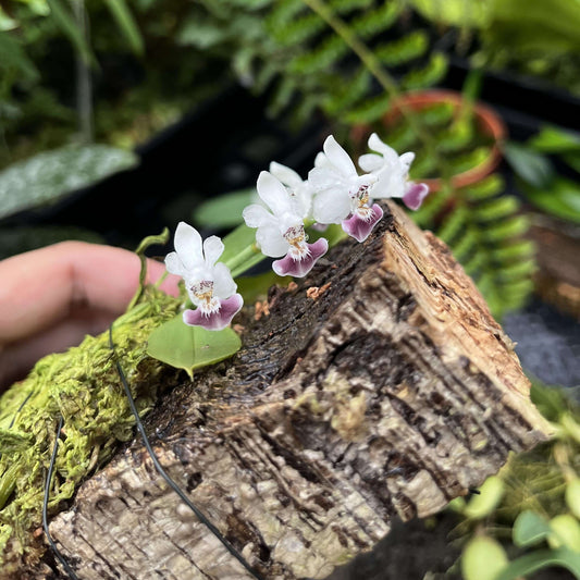 Phalaenopsis parishii is a miniature epiphytic orchid native to the eastern Himalayas, Assam (India), Myanmar, Thailand, and Vietnam. It typically grows at elevations up to 500 meters, thriving on moss-covered tree branches overhanging streams in humid, low-light environments.