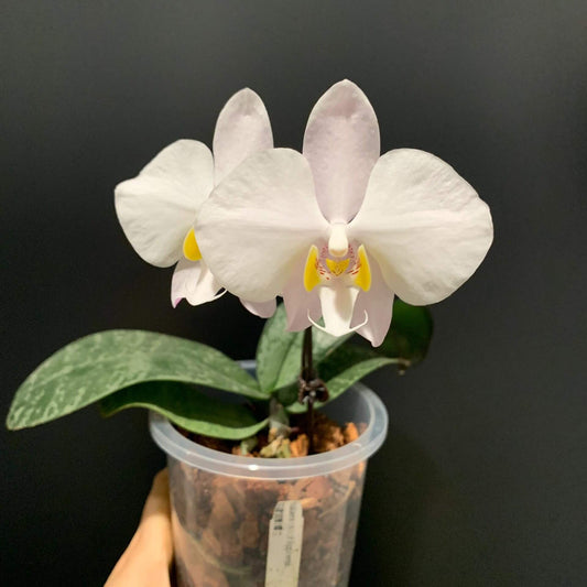 A captivating orchid species endemic to Luzon Island, Philippines, Phalaenopsis philippinensis thrives as a pendent epiphyte in the rainforests of the Sierra Madre range—typically at elevations up to 1200 m.
