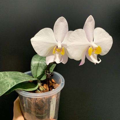 A captivating orchid species endemic to Luzon Island, Philippines, Phalaenopsis philippinensis thrives as a pendent epiphyte in the rainforests of the Sierra Madre range—typically at elevations up to 1200 m.