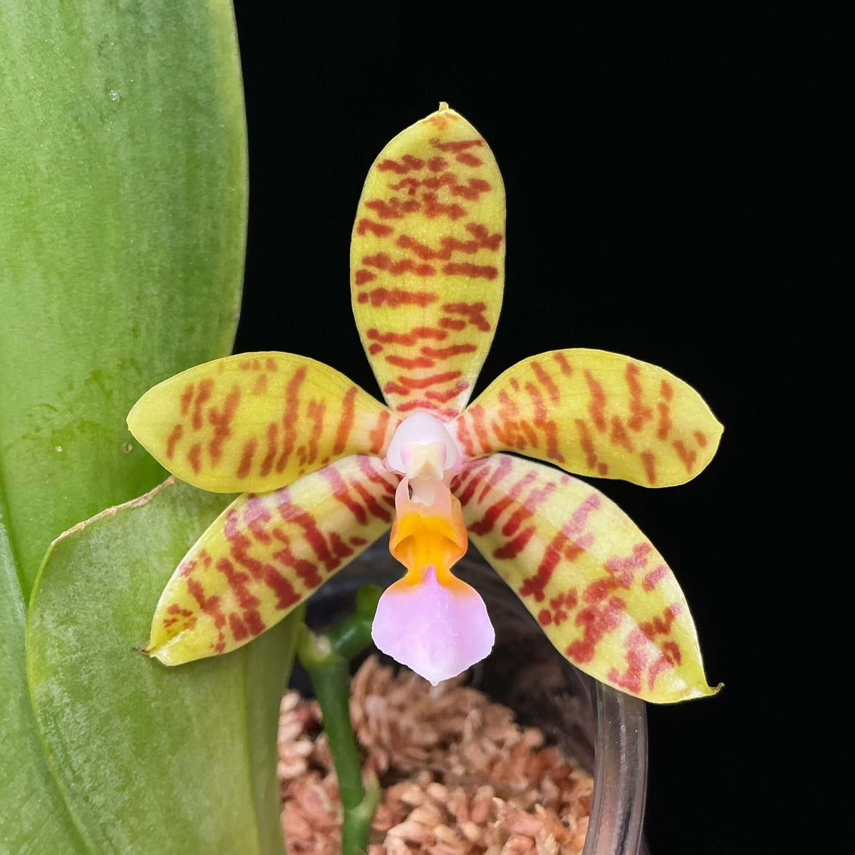 Phalaenopsis reichenbachiana is a rare epiphytic orchid endemic to Mindanao, Philippines. It is a small to medium-sized, warm-growing species with a short, robust stem and thick, obovate to elliptic leaves. The plant produces arching flower spikes carrying several waxy, fragrant flowers, typically around 4 cm across. The flowers are reported to have a pleasant green-apple-like fragrance, making this species particularly interesting to collectors of fragrant Phalaenopsis.