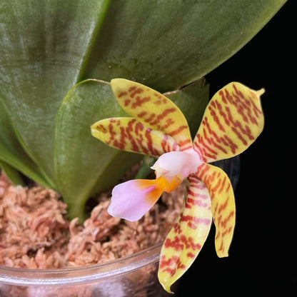 Phalaenopsis reichenbachiana is a rare epiphytic orchid endemic to Mindanao, Philippines. It is a small to medium-sized, warm-growing species with a short, robust stem and thick, obovate to elliptic leaves. The plant produces arching flower spikes carrying several waxy, fragrant flowers, typically around 4 cm across. The flowers are reported to have a pleasant green-apple-like fragrance, making this species particularly interesting to collectors of fragrant Phalaenopsis.
