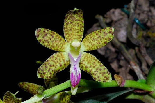 Phalaenopsis subparishii is a rare, miniature epiphytic orchid endemic to southern China. It thrives in humid subtropical to tropical forests at elevations of 300–1,100 meters above sea level and is typically found growing on tree trunks in provinces such as Fujian, Guangdong, Guizhou, Hubei, Hunan, Sichuan, and Zhejiang.