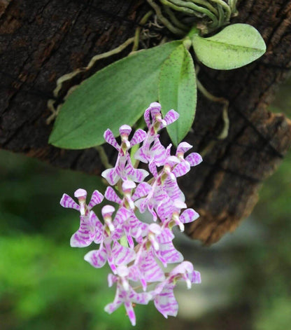 Phalaenopsis zhejiangensis is a rare epiphytic orchid species endemic to southeastern China. It occurs in the wild at elevations of 300–900 meters above sea level, primarily in the mountainous forests of Zhejiang Province, including Tianmu Mountain in Lin'an, and also in parts of Gansu, Anhui, and Shanxi provinces. This species typically grows on tree branches or rock surfaces in sparse woodlands and along forest margins.
