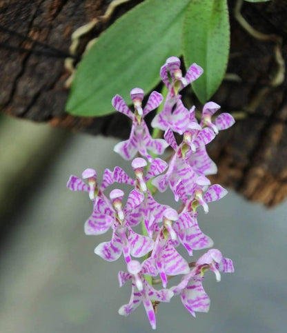 Phalaenopsis zhejiangensis is a rare epiphytic orchid species endemic to southeastern China. It occurs in the wild at elevations of 300–900 meters above sea level, primarily in the mountainous forests of Zhejiang Province, including Tianmu Mountain in Lin'an, and also in parts of Gansu, Anhui, and Shanxi provinces. This species typically grows on tree branches or rock surfaces in sparse woodlands and along forest margins.