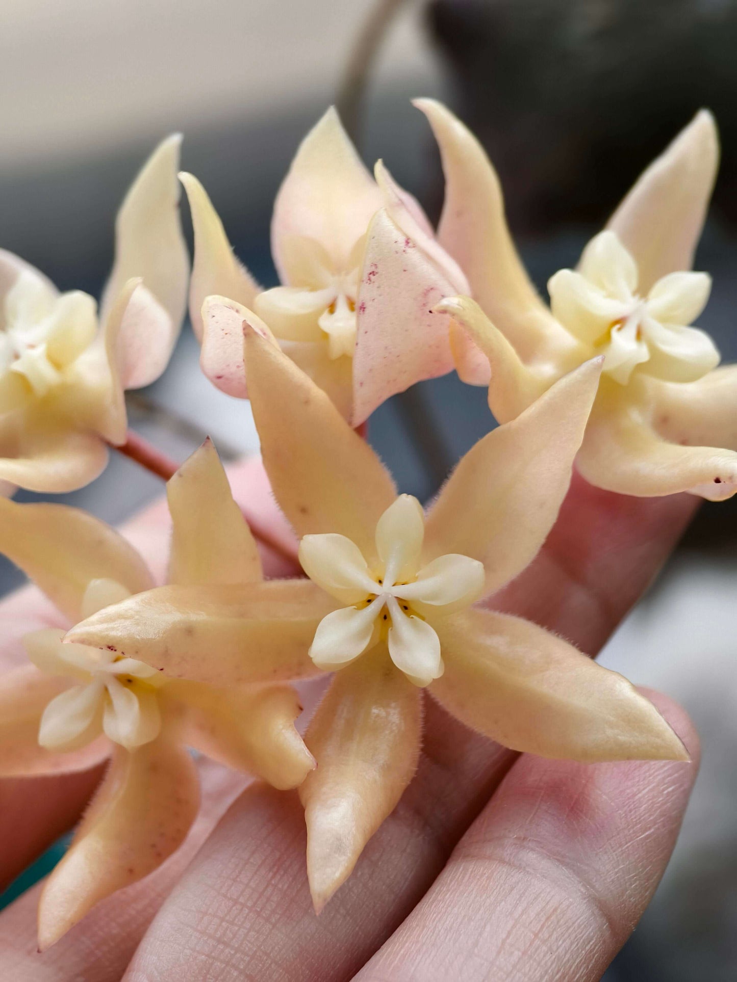 Hoya undulata is a rare epiphytic vine native to the lowland limestone forests of West Kalimantan, Borneo (around 300–380 m elevation). The species name undulata refers to its distinctly wavy leaf margins. Its leaves are thick, glossy, and may range from light green to purplish tones, sometimes with subtle speckling.