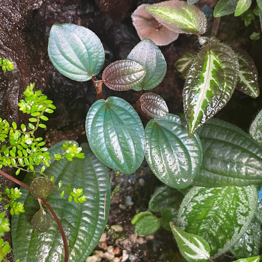 Phyllagathis rotundifolia is a rare and visually striking plant native to Southeast Asia, particularly found in lowland and montane forests of Malaysia, Thailand, and Sumatra. It is known for its glossy, bullate (puckered) leaves and vibrant pinkish-purple flowers, making it a sought-after species among plant enthusiasts.